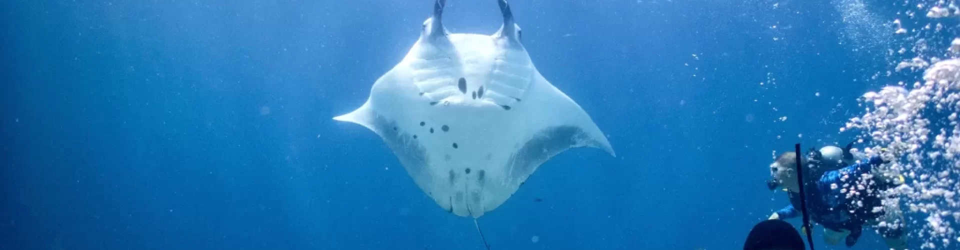 Komodo-divers-with-manta Komodo-divers-with-manta