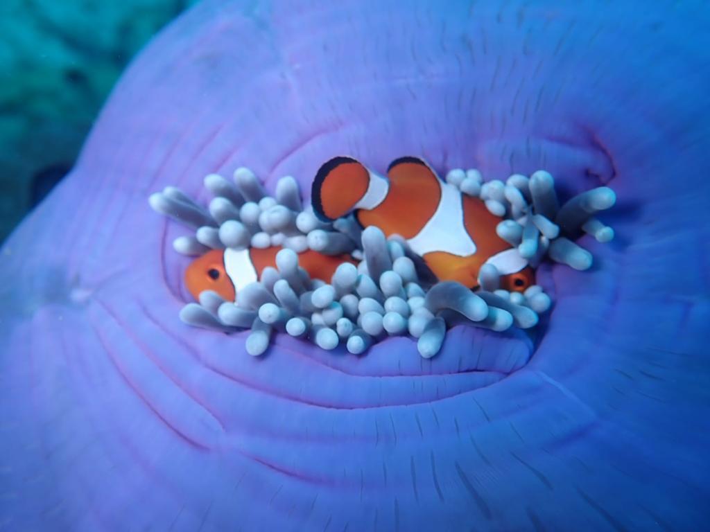 sebayur-kecil-clownfish