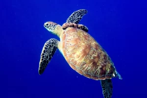 Lotus-liveaboards-siaba-besar-turtle