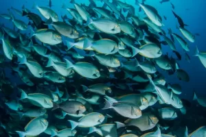 Dense school of silver fish swimming in Komodo's nutrient-rich waters, a common sight during Komodo diving expeditions in the Coral Triangle