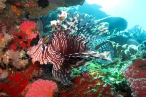 Majestic lionfish swimming among colorful coral formations during a Komodo liveaboard diving excursion in the Coral Triangle