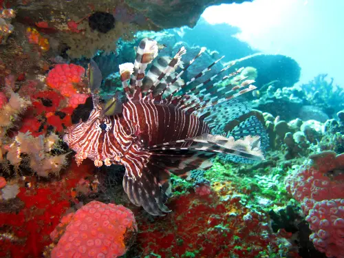 Lionfish-coral-Komodo Majestic lionfish swimming among colorful coral formations during a Komodo liveaboard diving excursion in the Coral Triangle