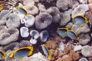 Butterflyfish swimming near pristine coral gardens during a Komodo diving expedition in Indonesia's renowned Coral Triangle