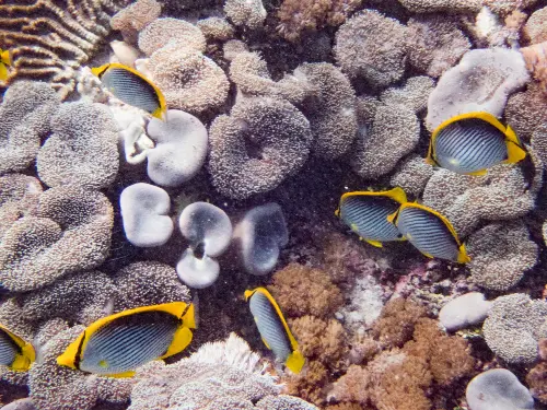 KNP viewed from the Water Side (5) Butterflyfish swimming near pristine coral gardens during a Komodo diving expedition in Indonesia's renowned Coral Triangle