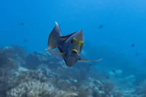 Close-up of an angelfish gliding through clear waters during a Komodo liveaboard diving session in the Coral Triangle