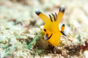 Vibrant yellow Pikachu nudibranch photographed during a macro diving session in Komodo National Park