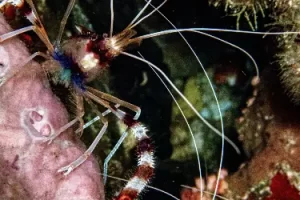 Banded coral shrimp with distinctive long antennae photographed during a Komodo diving expedition in the Coral Triangle