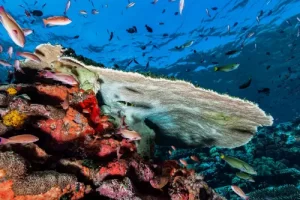 Massive table coral formation overlooking vibrant reef fish in Komodo National Park's Coral Triangle ecosystem