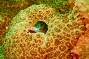 Intricate coral patterns with hidden fish photographed during a Komodo diving expedition in the Coral Triangle