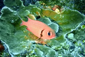 Pink soldierfish resting among green coral plates during a Komodo diving expedition in the Coral Triangle