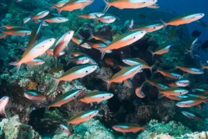 School of bluestreak fusiliers swimming above coral reef during a Komodo diving expedition in the Coral Triangle