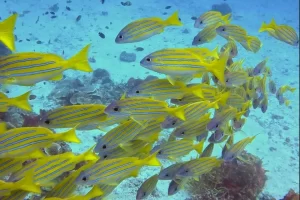 School of vibrant yellow-striped snappers swimming over coral reef during a Komodo diving expedition in the Coral Triangle.