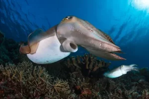 Broadclub cuttlefish hovering above coral reef during a Komodo diving expedition in the Coral Triangle
