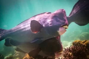 Massive bumphead parrotfish swimming over coral reef during a Komodo diving expedition in the Coral Triangle