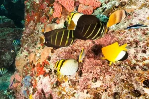 Group of sailfin butterflyfish and yellownose butterflyfish swimming over vibrant coral reef in Komodo National Park