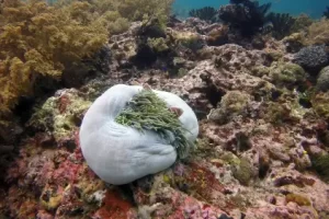 Large sea anemone with symbiotic algae photographed during a Komodo diving expedition in the Coral Triangle