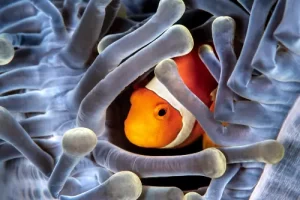 Close-up macro shot of clownfish nestled in host anemone during a Komodo diving expedition