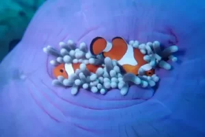 Clownfish nestled in their anemone home during a Komodo diving expedition in the Coral Triangle