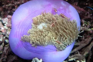 Vibrant purple magnificent sea anemone with resident clownfish photographed during a Komodo diving expedition in the Coral Triangle