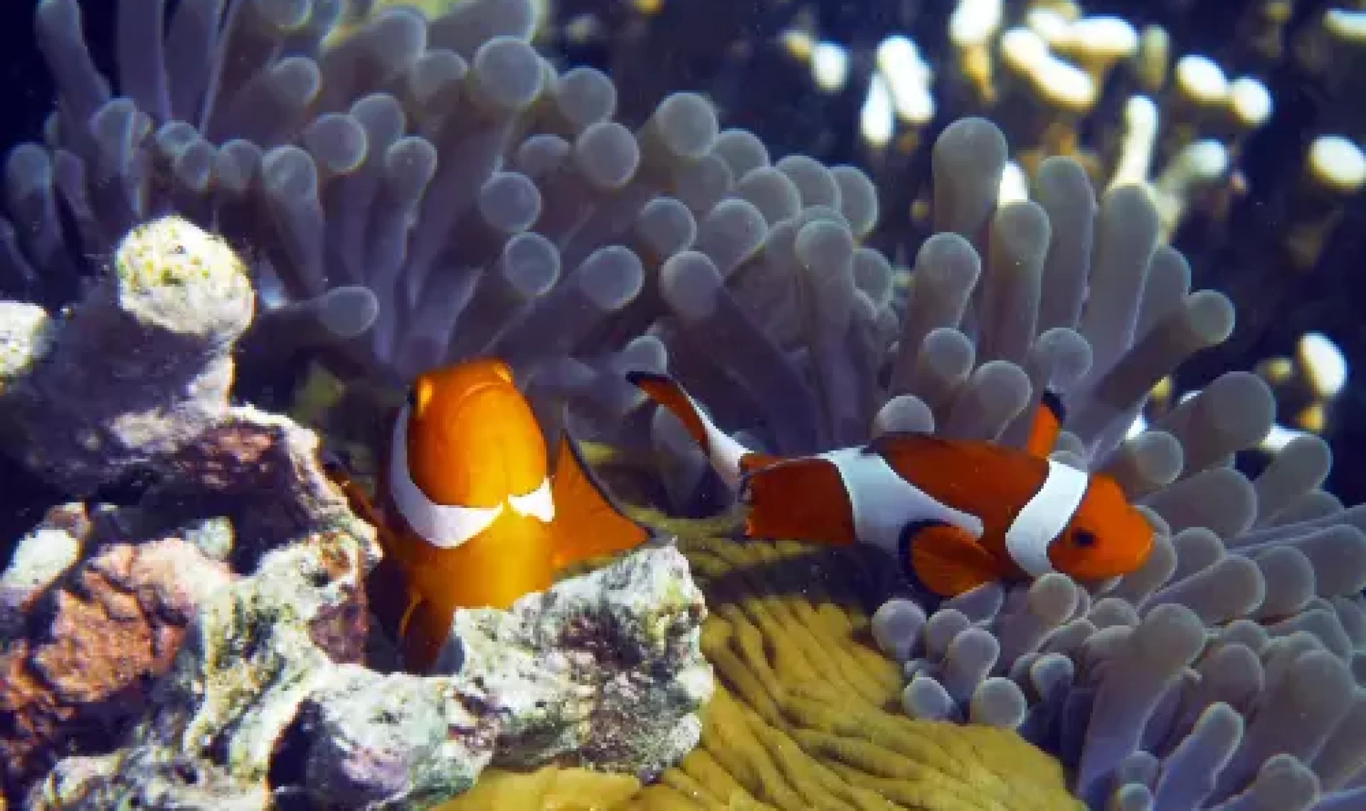 clownfish in coral in komodo national park Pair of false clownfish nestled in protective anemone tentacles during a Komodo diving expedition