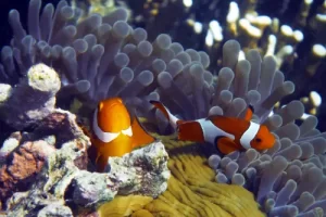 Pair of false clownfish nestled in protective anemone tentacles during a Komodo diving expedition