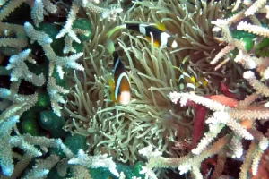 Anemone with resident clownfish surrounded by pristine coral formations in Komodo National Park's Coral Triangle