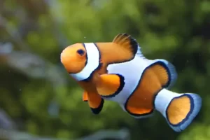Close-up portrait of an ocellaris clownfish during a Komodo diving expedition in the Coral Triangle