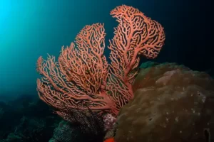 Massive red gorgonian sea fan stretching into blue water during a Komodo diving expedition