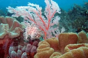 Diverse coral garden featuring soft and hard corals in vibrant colors during a Komodo diving expedition