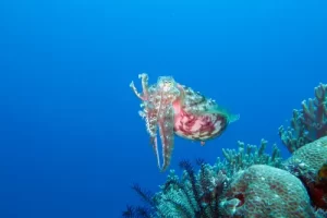 Reef cuttlefish hovering above coral during a Komodo diving expedition in the Coral Triangle