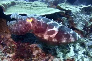Large cuttlefish resting on the reef during a Komodo diving expedition in the Coral Triangle