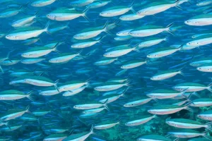 Dense school of fusiliers creating patterns in blue water during a Komodo diving expedition