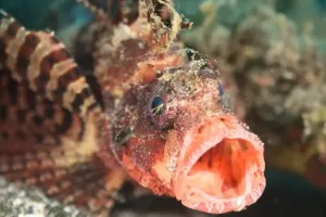 Dwarf lionfish displaying its vibrant fins during a Komodo diving expedition in the Coral Triangle