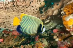 Adult emperor angelfish displaying vibrant stripes while swimming near coral reef during a Komodo diving expedition