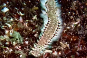 Fireworm crawling across the reef during a Komodo diving expedition in the Coral Triangle