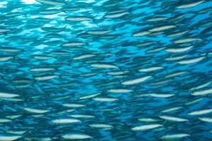 Dense school of silvery fusiliers creating patterns against turquoise water during a Komodo diving expedition