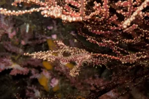 Ornate ghost pipefish camouflaged among soft coral during a Komodo diving expedition in the Coral Triangle