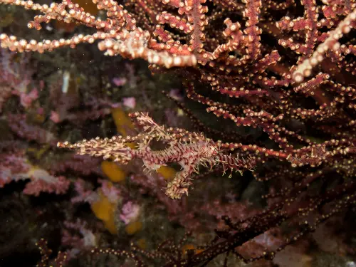 ghost pipefish in komodo national park Ornate ghost pipefish camouflaged among soft coral during a Komodo diving expedition in the Coral Triangle