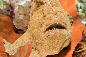 Close-up portrait of a giant frogfish's face showing textured skin during a Komodo diving expedition in the Coral Triangle