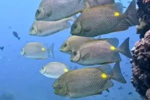 School of golden rabbitfish gliding along the reef during a Komodo diving expedition in the Coral Triangle