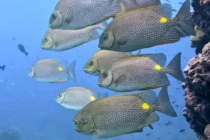 golden rabbitfish komodo national park