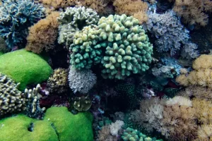healthy-coral-komodo (2)