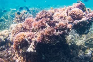 Diverse coral garden featuring hard and soft corals in various colors during a Komodo diving expedition in the Coral Triangle