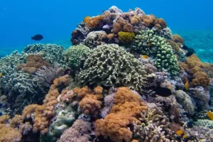 Diverse coral garden showcasing the rich marine biodiversity of Komodo National Park's Coral Triangle during a liveaboard diving expedition