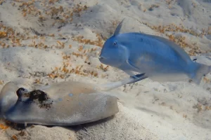 Blue-spotted stingray gliding over sandy seabed during a Komodo diving expedition in the Coral Triangle
