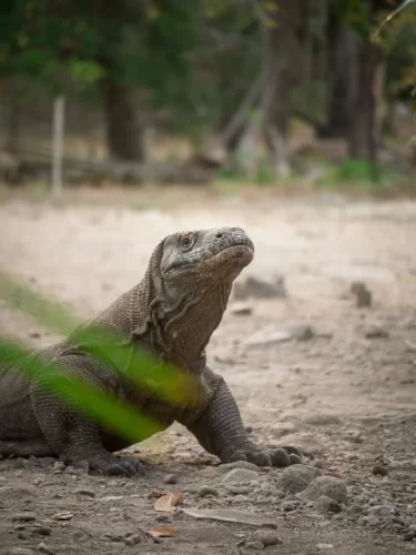 komodo-dragon-national-park Close-up portrait of a Komodo dragon on land near prime diving locations in Komodo National Park.