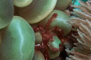 Vibrant bubble-tip anemone with delicate red porcelain crab in Komodo National Park's Coral Triangle, showcasing the rich marine biodiversity