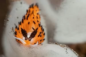 Vibrant orange nudibranch photographed during a Komodo diving expedition, showcasing the rich marine biodiversity of the Coral Triangle.