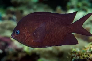 "Close-up of a chocolate damselfish encountered during a Komodo diving expedition in the Coral Triangle