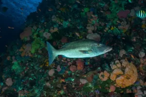 Longface emperor-lethrinus swimming through a diverse coral reef during a Komodo diving expedition in the Coral Triangle